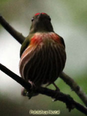 Western Striped Manakin