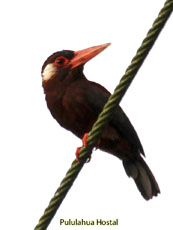 White-eared Jacamar