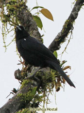 White-lined Tanager_Tachyphonus rufus