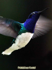 White-necked-Jacobin