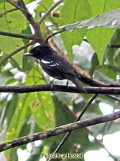 White-winged Becard_Pachyramphus polychopterus