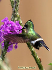 Wire-crested thorntail Female