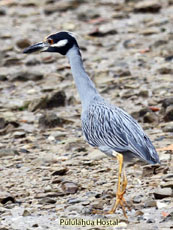 Yellow-crowned Night-Heron