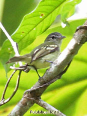 Yellow-crowned Tyrannulet