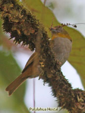 Yellow-throated Bush-Tanager