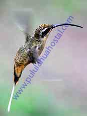 Tawny-Bellied Hermit